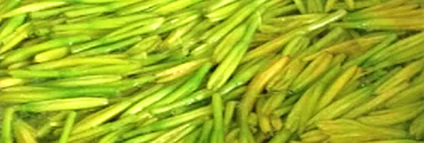 焯煮、油炸設(shè)備